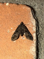 Parapoynx obscuralis