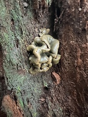 Chlorencoelia versiformis