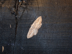 Austrocidaria gobiata