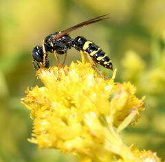 Philanthus bilunatus