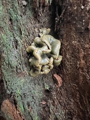 Chlorencoelia versiformis