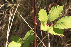 Rubus fruticosus