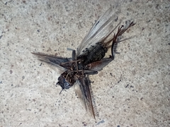 Gryllus pennsylvanicus