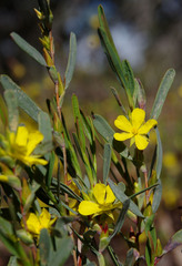 Hibbertia subvaginata