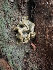 Chlorencoelia versiformis