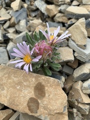 Townsendia condensata