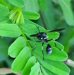 Physocephala tibialis