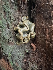 Chlorencoelia versiformis