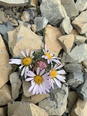 Townsendia condensata