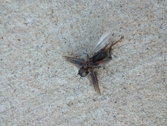 Gryllus pennsylvanicus