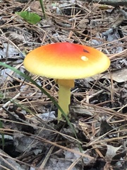 Amanita jacksonii