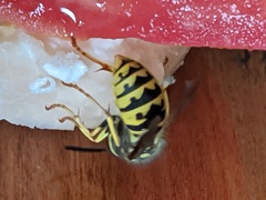 Vespula germanica