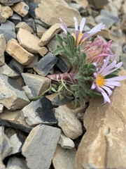 Townsendia condensata