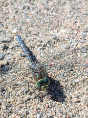 Aeshna canadensis