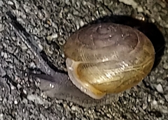 Neohelix albolabris