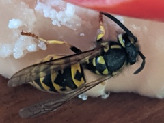 Vespula germanica