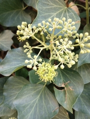 Hedera helix