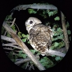 Strix occidentalis lucida