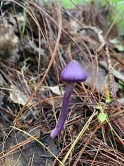 Inocybe lilacina