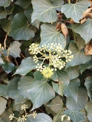 Hedera helix