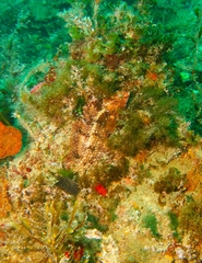 Notolabrus parilus