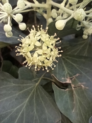Hedera helix