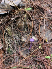 Inocybe lilacina