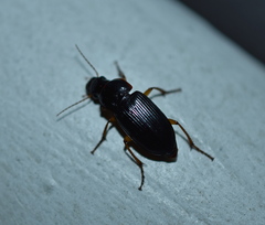 Harpalina