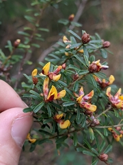 Pultenaea retusa