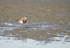 Charadrius modestus
