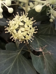 Hedera helix
