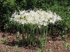 Hymenocallis occidentalis