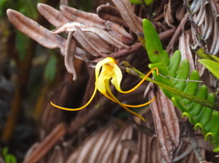 Masdevallia