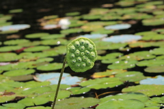 Nelumbo nucifera