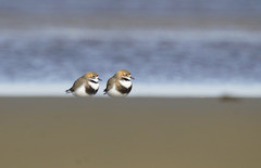 Charadrius falklandicus