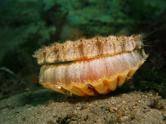 Pecten fumatus
