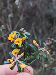Pultenaea retusa