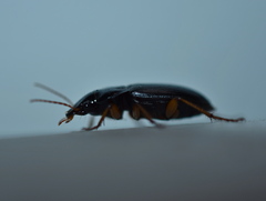 Harpalina
