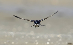 Tachycineta leucopyga