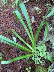 Eryngium proteiflorum