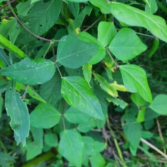 Strophostyles helvola