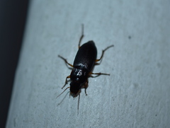 Harpalina