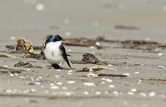 Tachycineta leucopyga