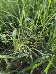 Panicum dichotomiflorum