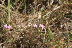 Centaurium erythraea
