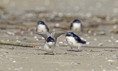 Tachycineta leucopyga