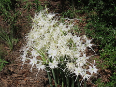 Hymenocallis occidentalis