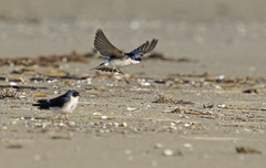 Tachycineta leucopyga