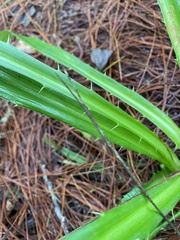 Eryngium proteiflorum