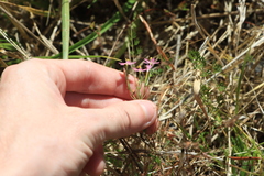 Centaurium erythraea
